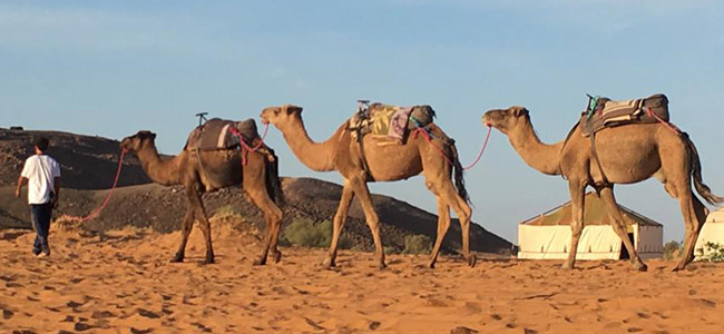 Ruta en camello con noche en campamento en el desierto