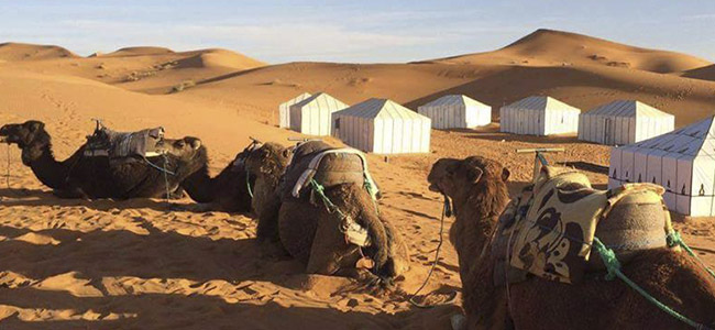 Randonnée à dos de chameau et nuit en camp dans l'erg Chebbi