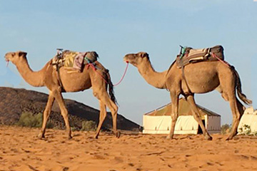摩洛哥旅游从马拉喀什出发