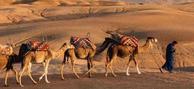 1 HOUR CAMEL RIDE 1 HOUR CAMEL RIDE With Traditional Nomad Clothing in Agadir desert